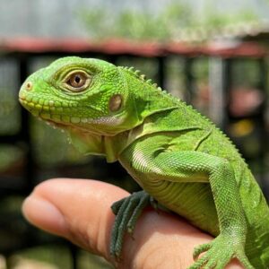 Baby Lesser Antillean Iguana
