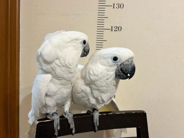Umbrella cockatoo for sale - Image 3