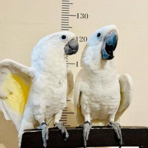 Umbrella cockatoo for sale