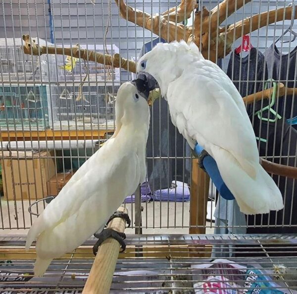 Umbrella cockatoo for sale - Image 2