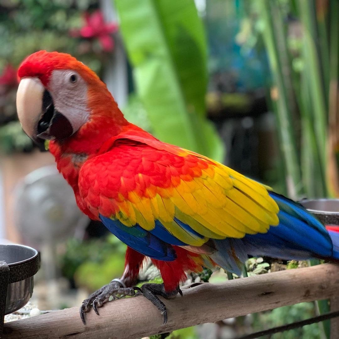 Macaw parrots for sale