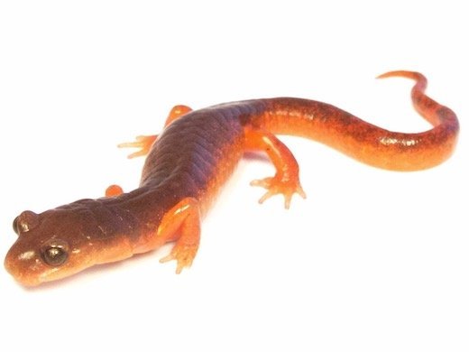 Buy Ensatina Salamander