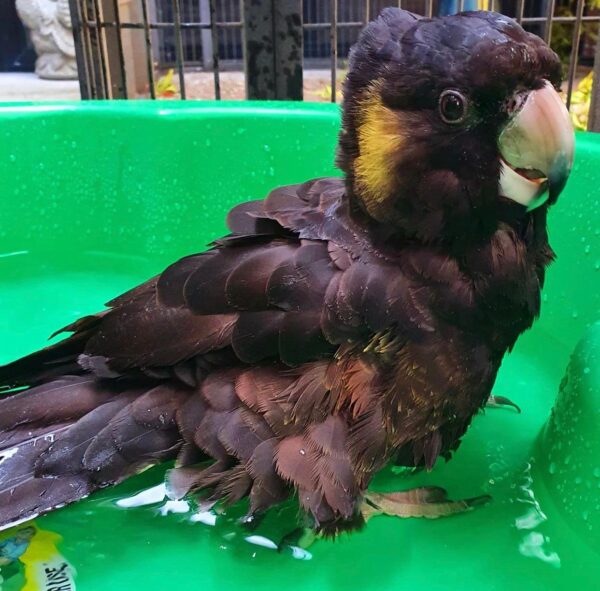 Buy Yellow Tailed Black Cockatoo Online