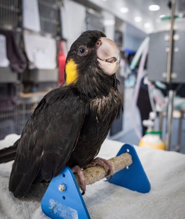 Buy Yellow Tailed Black Cockatoo Online - Image 2