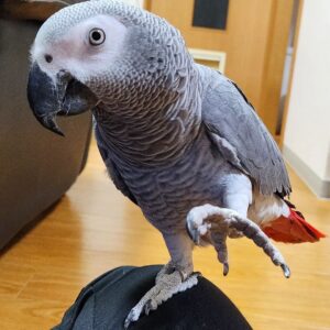 Male African Grey For Sale