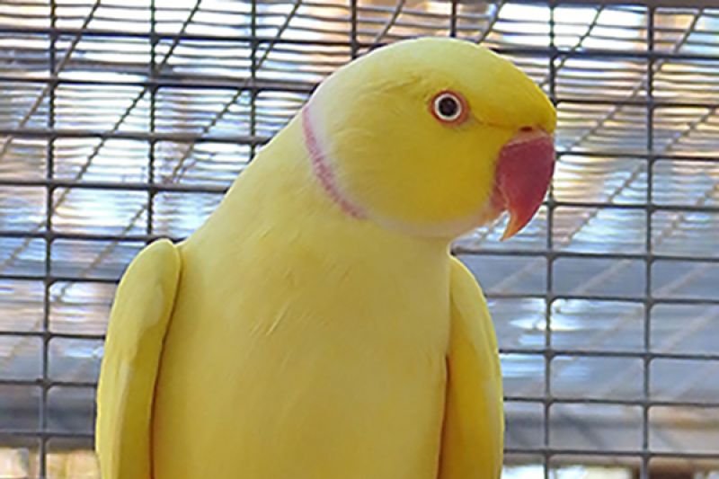 Indian ring neck parrots for sale