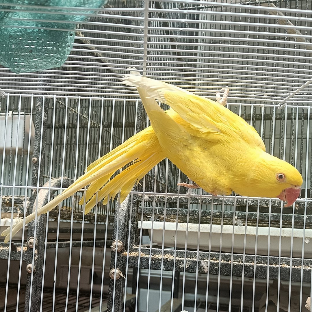 Indian ring neck parrots for sale