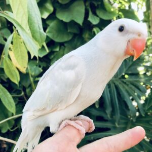 Indian Ring Neck Parrot - White