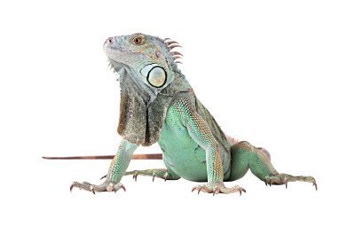 Iguannas for sale
