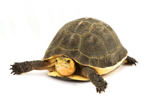 Chinese Box Turtle for Sale