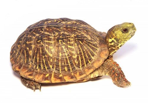 Ornate Box Turtle for Sale