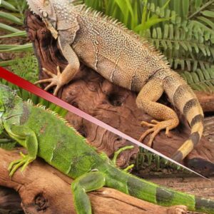 Granite White Head Green Iguana