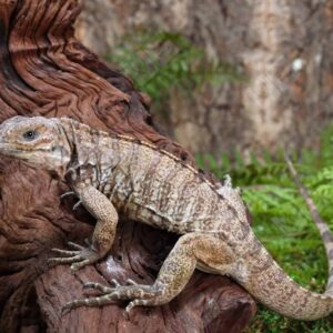 Baby Rhino Iguana